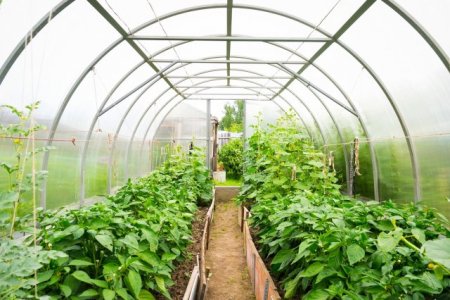 Удобрение овощных культур в парниках и пленочных укрытиях