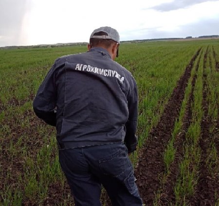 О агрохимическом обследовании почв Кушнаренковского района