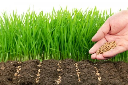 О методах сохранения плодородия почв