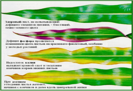 Признаки фосфорного голодания растений (на примере кукурузы)