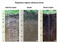 История почвообразования серых и серых лесных почв Башкирии.