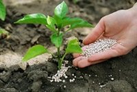 Как сохранить и поднять подвижный фосфор в почве в условиях повсеместного  игнорирования фосфоритования?
