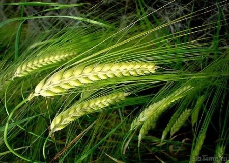 О фотосинтетической деятельности зерновых культур