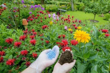 Об особенностях применения удобрений для комнатных и садовых цветов