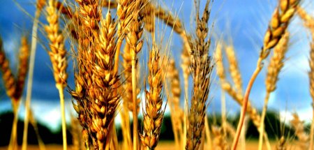 О минеральном питании зерновых культур